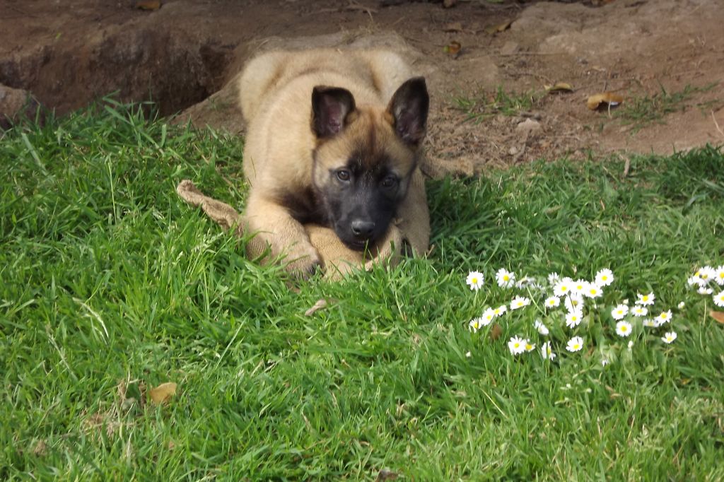 De Valpaga - Chiot disponible  - Berger Belge